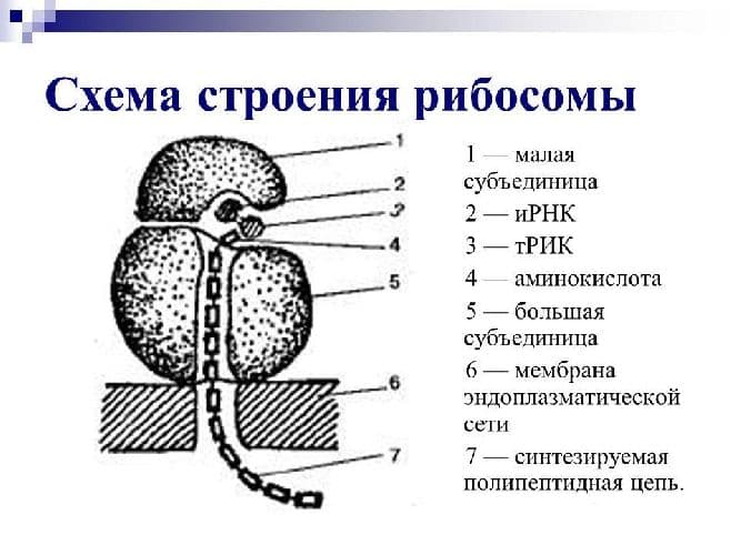 Функции рибосом в клетке – биосинтез белка как основная функция