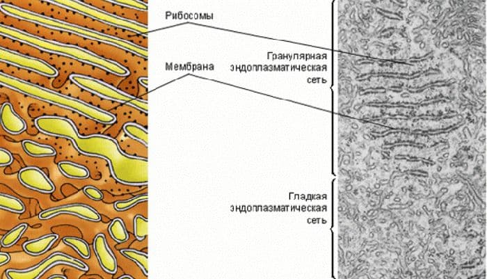 Функции рибосом в клетке – биосинтез белка как основная функция