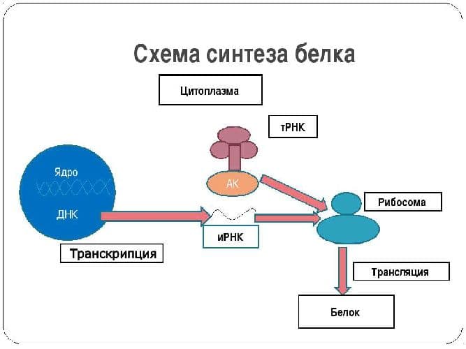 Функции рибосом в клетке – биосинтез белка как основная функция