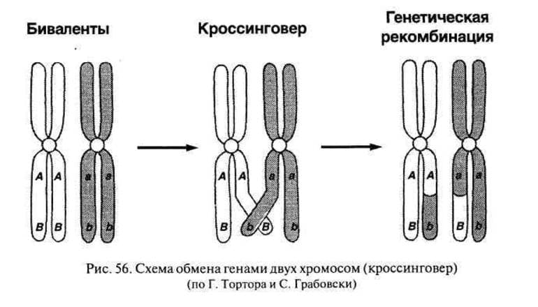 Гаметогенез &mdash; стадии, фазы и схема образования половых клеток