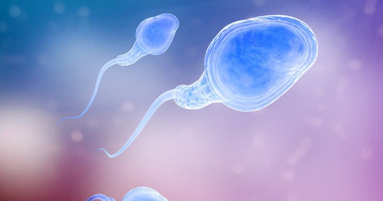 Гаметогенез &mdash; стадии, фазы и схема образования половых клеток