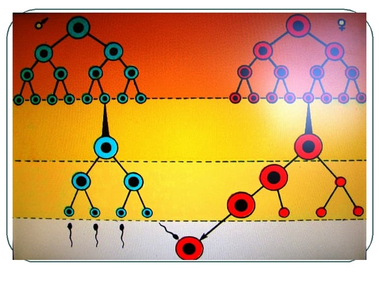 Гаметогенез &mdash; стадии, фазы и схема образования половых клеток