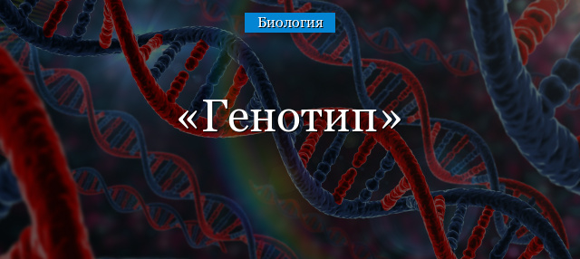 Генотип – что такое в биологии, определение и примеры кратко (9 класс)