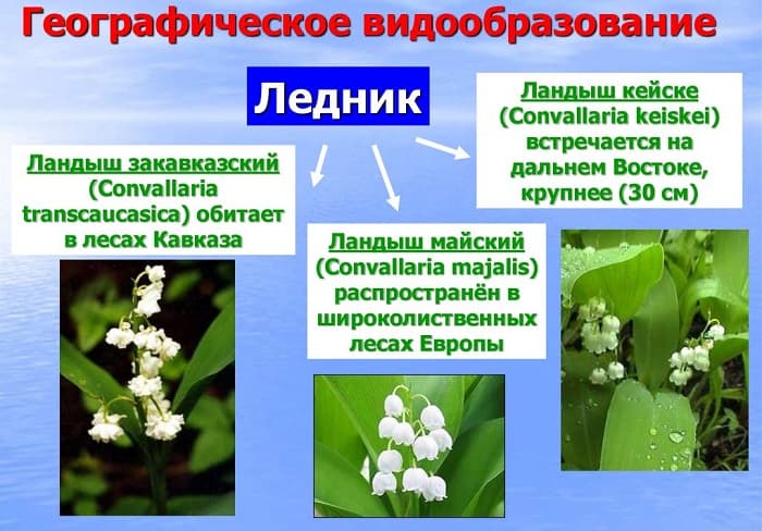 Географическое видообразование &mdash; причины формирования, основные формы и примеры