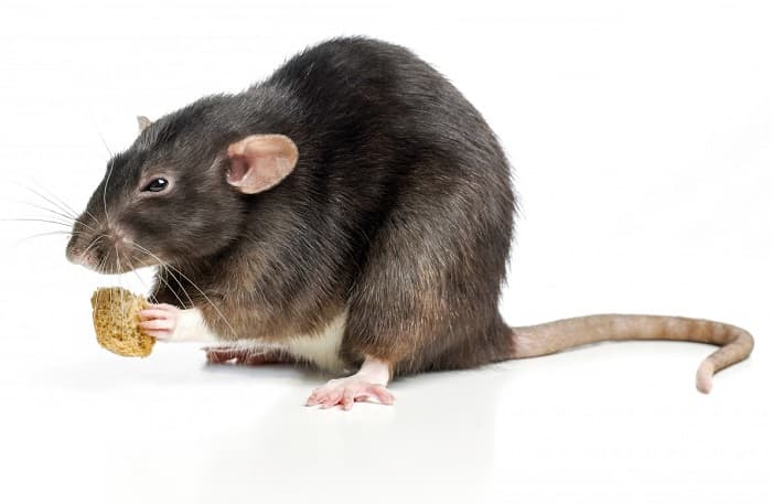 Географическое видообразование &mdash; причины формирования, основные формы и примеры