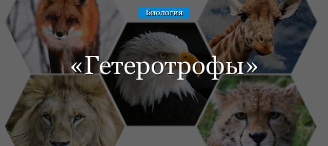 Гетеротрофы в биологии – примеры бактерий и вирусов, строение
