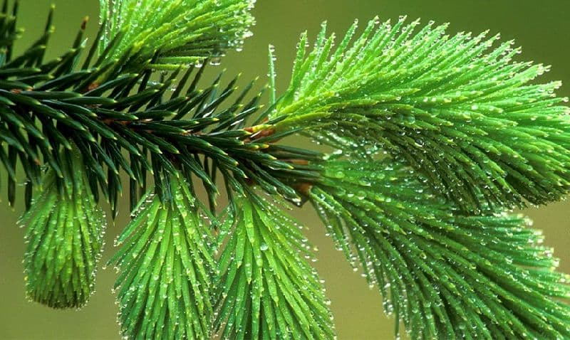 Голосеменные растения &ndash; особенности строения, примеры представителей отдела