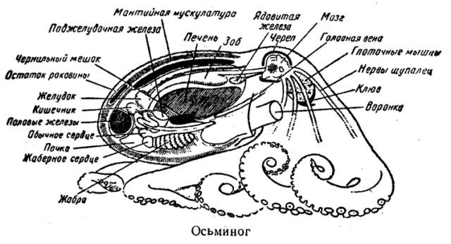 Головоногие моллюски (7 класс) &ndash; кровеносная система представителей