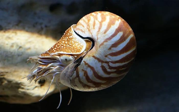 Головоногие моллюски (7 класс) &ndash; кровеносная система представителей