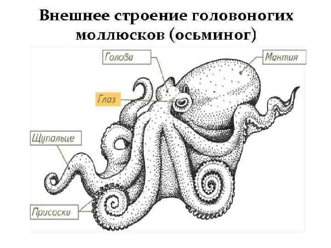 Головоногие моллюски (7 класс) &ndash; кровеносная система представителей