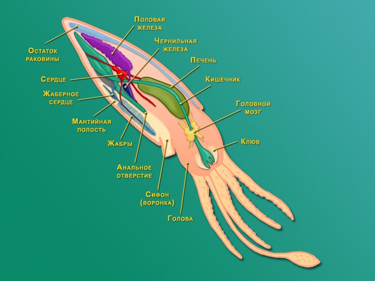 Головоногие моллюски &mdash; общая характеристика, виды и строение