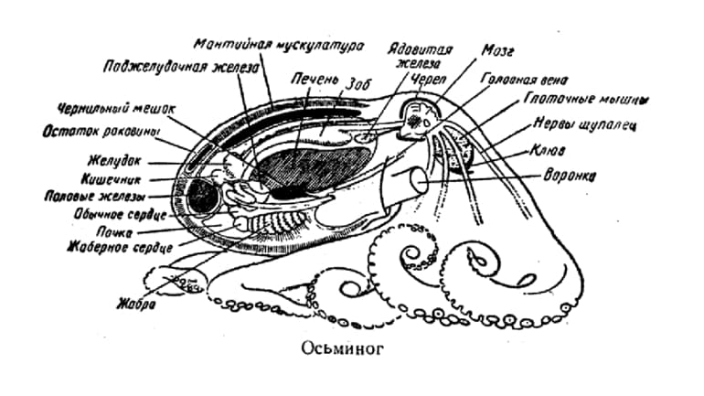 Головоногие моллюски &mdash; общая характеристика, виды и строение