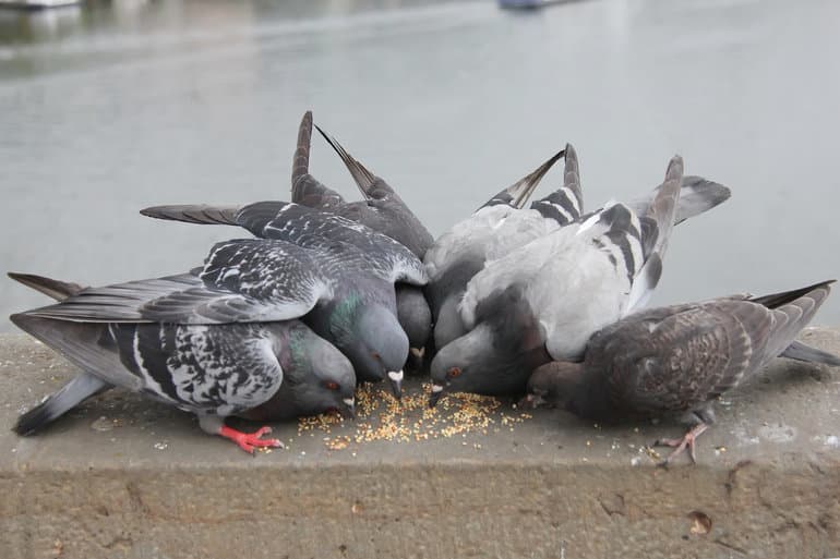 Голубь &mdash; описание, виды и особенности жизни птицы