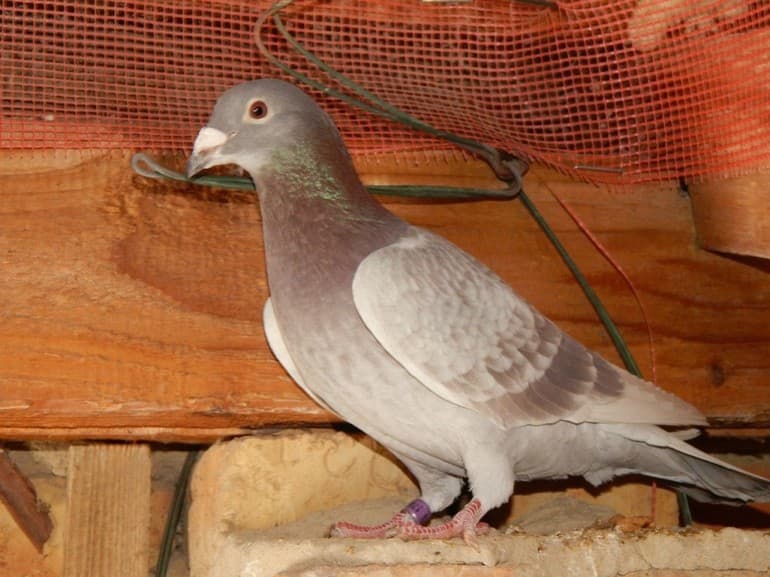 Голубь &mdash; описание, виды и особенности жизни птицы