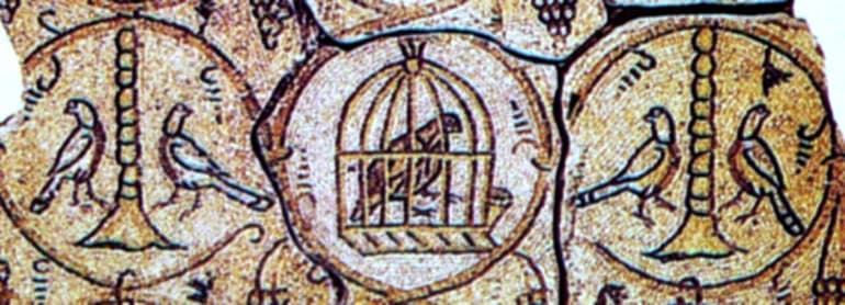 Голубь &mdash; описание, виды и особенности жизни птицы