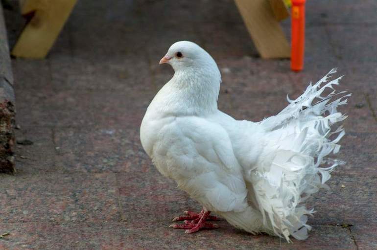 Голубь &mdash; описание, виды и особенности жизни птицы