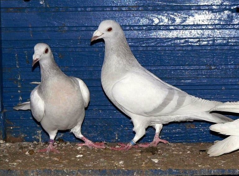 Голубь &mdash; описание, виды и особенности жизни птицы