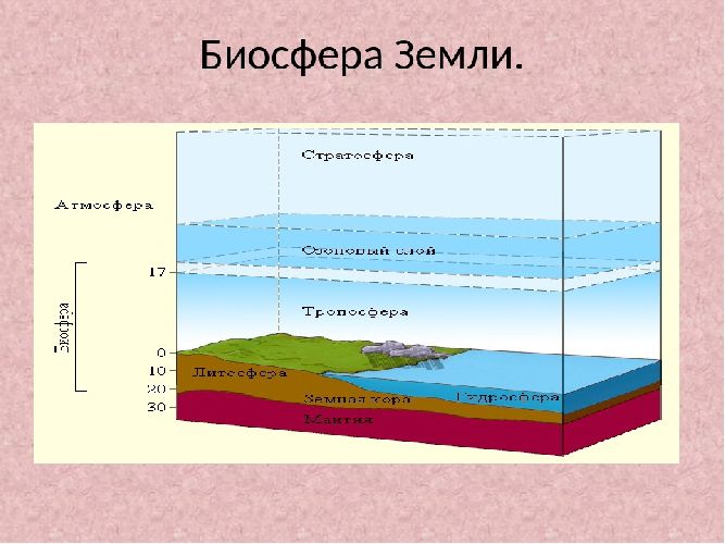 Границы биосферы &ndash; чем определяются, состав верхней и нижней, строение, структура кратко (11 класс, биология)