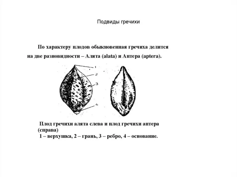 Гречиха — биологические особенности, выращивание и урожайность растения