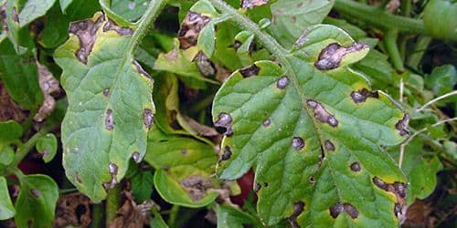 Грибы-паразиты (5 класс, биология) – таблица с примерами