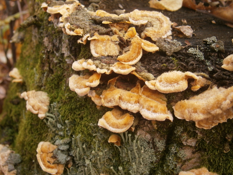 Грибы-паразиты (биология, 5 класс) — виды, характеристика и примеры с названиями