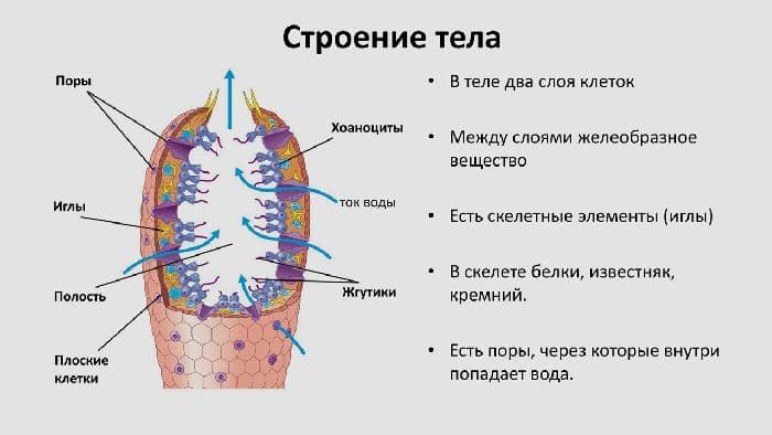 Губки &ndash; значение и строение (7 класс, биология)