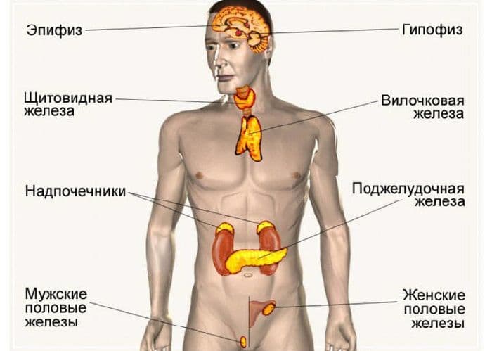 Гуморальная регуляция &ndash; таблица по биологии (8 класс)