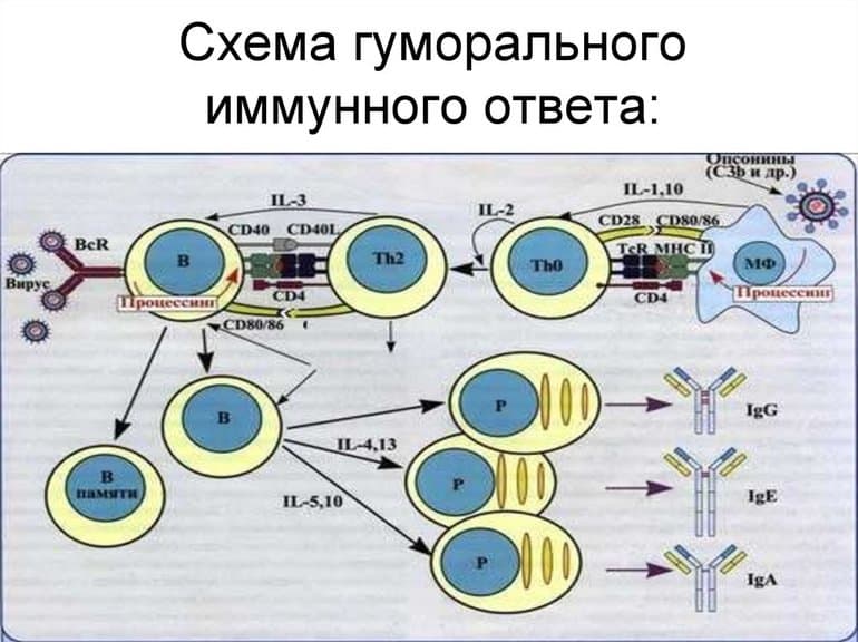 Гуморальный иммунитет &mdash; характеристика, механизм и факторы