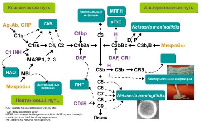 Гуморальный иммунитет как фактор врожденного