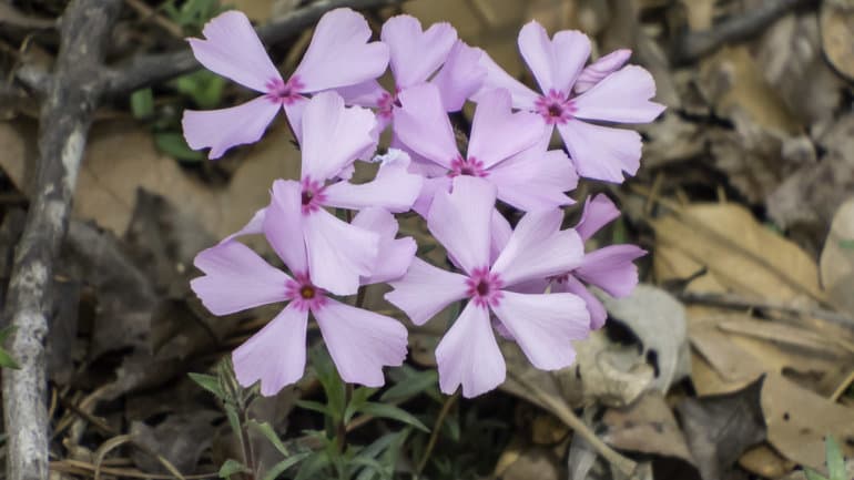 Характеристика и примеры однодольных и двудольных растений