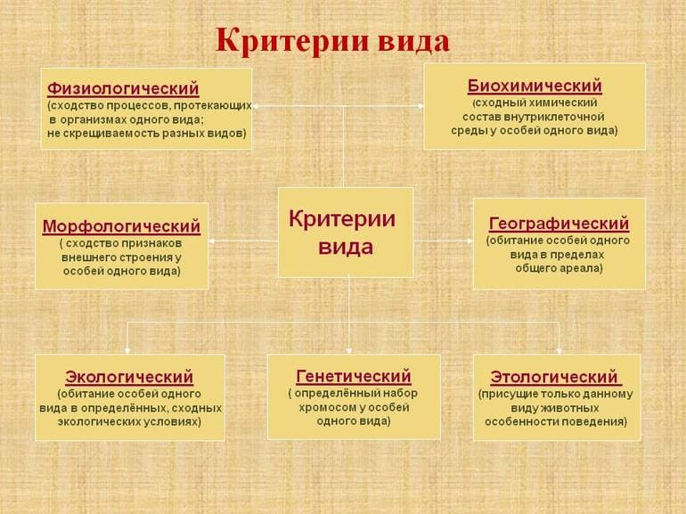 Характеристика критериев вида и примеры проявления их признаков