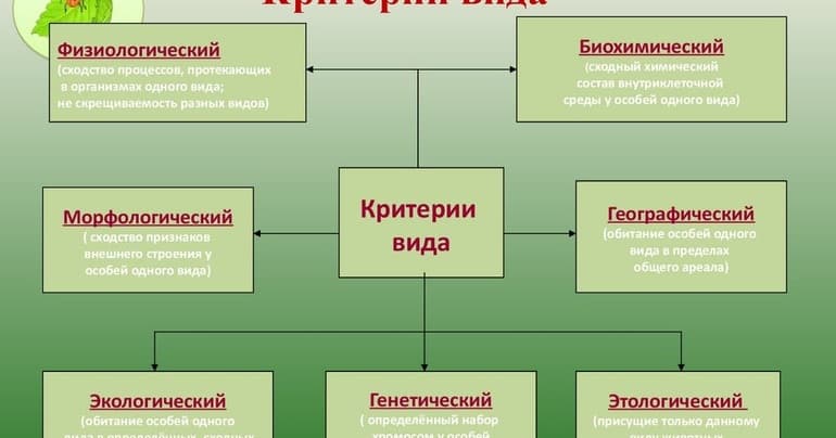 Характеристика критериев вида и примеры проявления их признаков