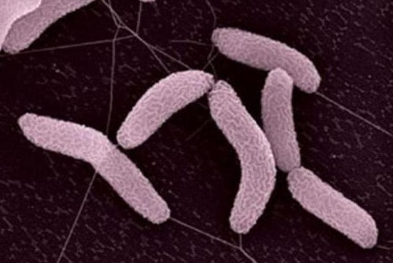 Хемосинтез в биологии &mdash; определение, виды, основные процессы, значение