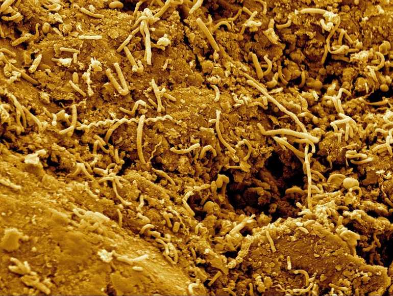 Хемосинтез в биологии &mdash; определение, виды, основные процессы, значение