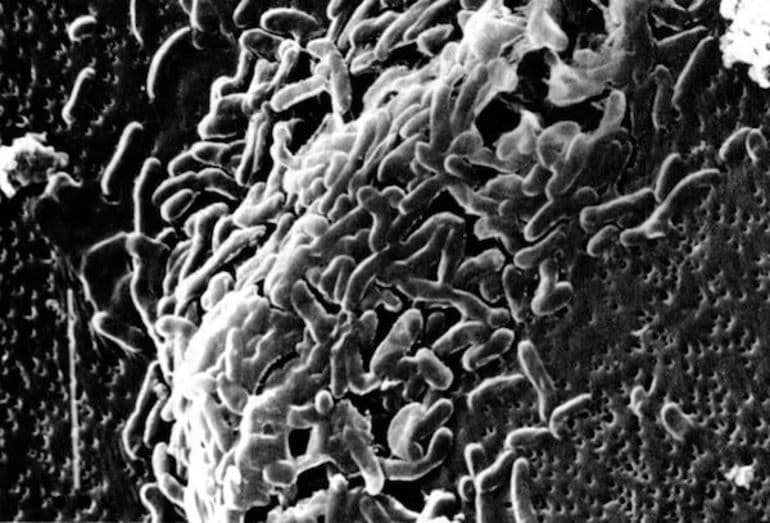 Хемосинтез в биологии &mdash; определение, виды, основные процессы, значение