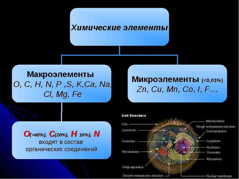 Химический состав клетки — кратко о свойствах, особенностях и функциях веществ