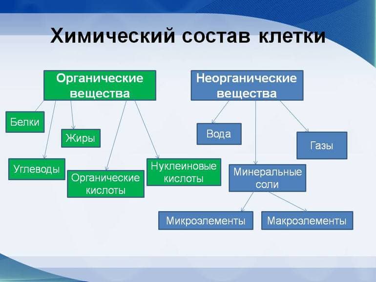 Химический состав клетки — кратко о свойствах, особенностях и функциях веществ