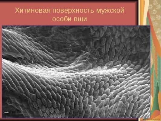 Хитиновый покров членистоногих &ndash; чем представлен наружный скелет
