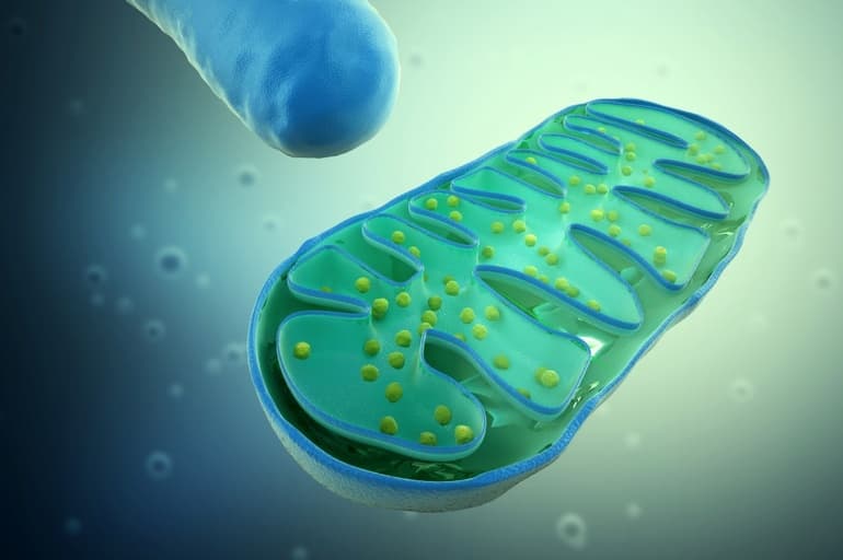 Хлоропласты &mdash; особенности строения, функции и роль в фотосинтезе