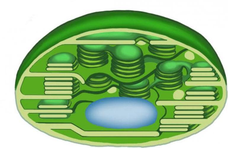 Хлоропласты &mdash; особенности строения, функции и роль в фотосинтезе