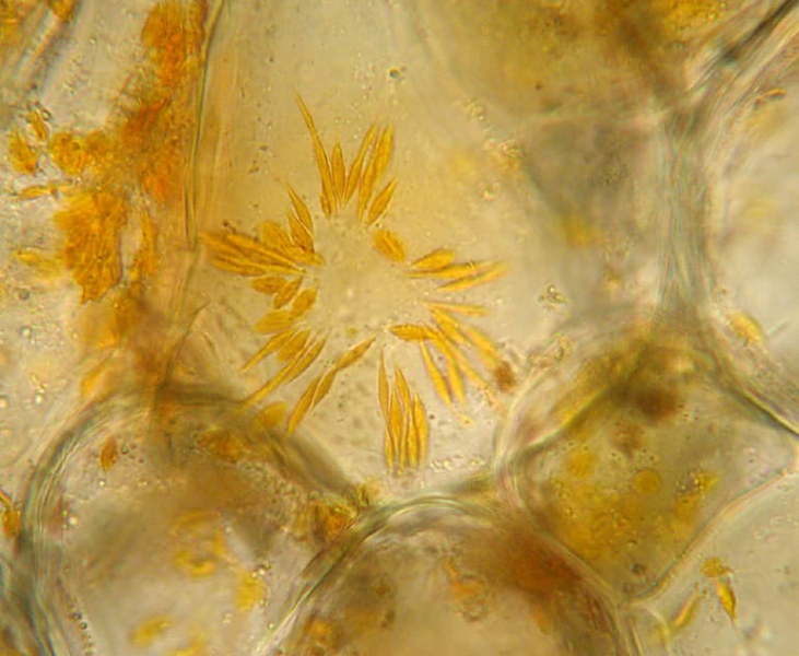 Хлоропласты &mdash; особенности строения, функции и роль в фотосинтезе