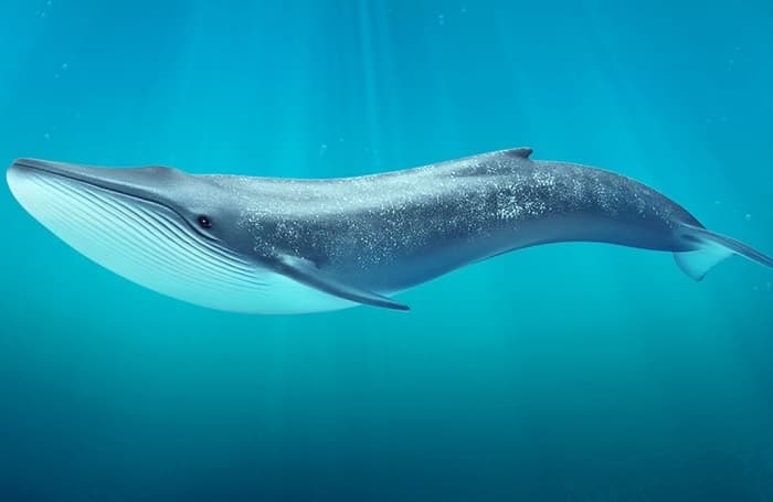 Хордовые животные &mdash; общая характеристика, классификация и особенности строения