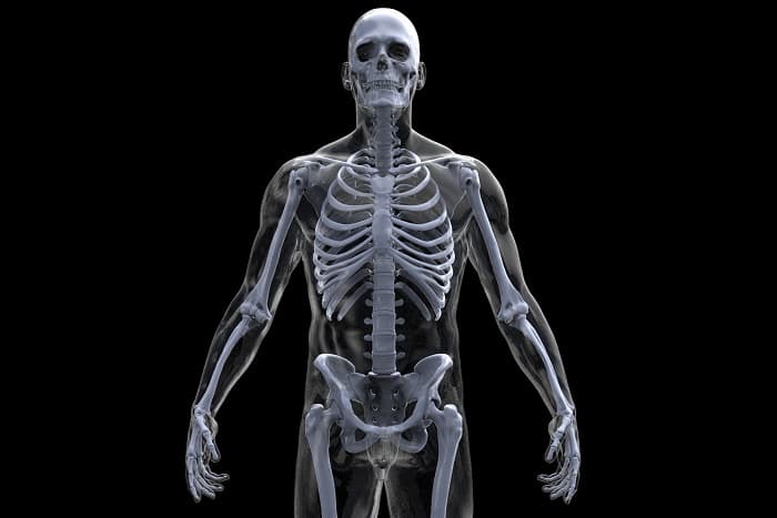 Хордовые животные &mdash; общая характеристика, классификация и особенности строения