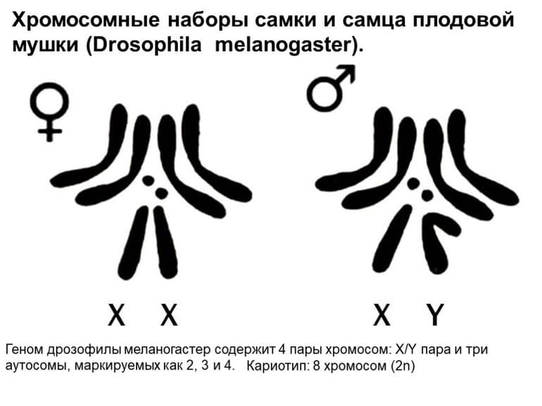Хромосомная теория наследственности — положения, сущность и значение опытов Т. Моргана