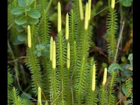 Хвощи и плауны – в чем различие, древние предки, значение