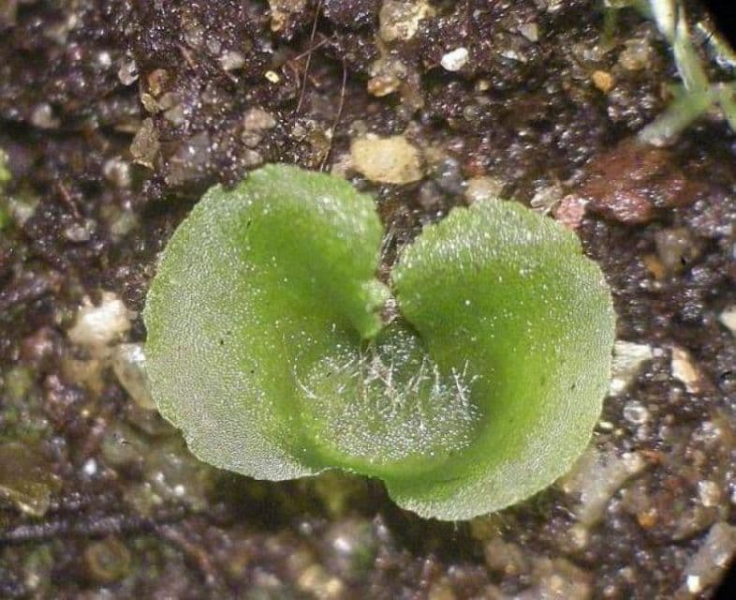 Хвощи и плауны – в чем различие, древние предки, значение