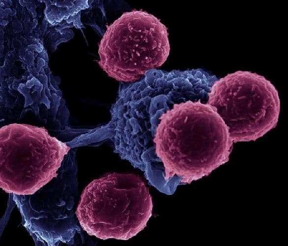 Иммунитет человека &ndash; естественный и приобретенный, активные компоненты (биология, 8 класс)