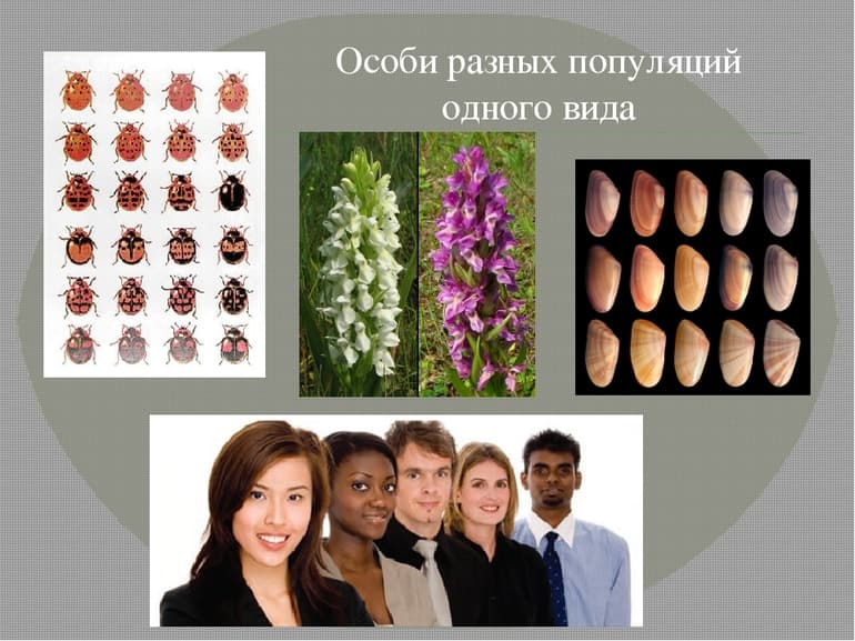 Изолирующие механизмы — виды, значение и примеры