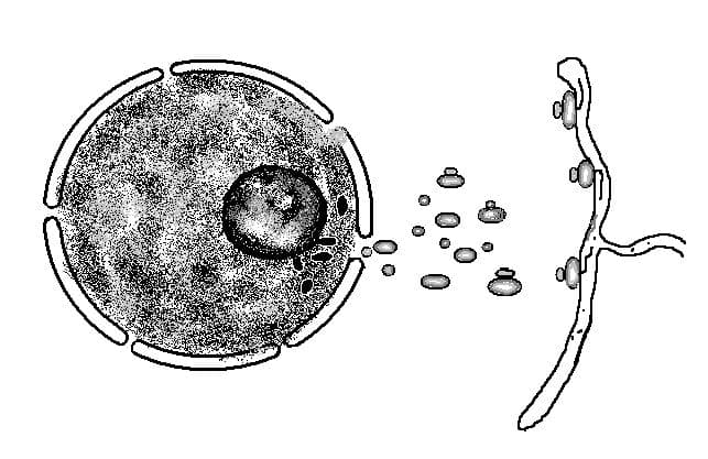 Ядро &ndash; что такое в биологии?