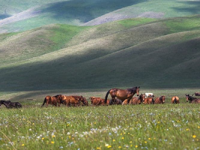 Как человек изменил природу (5 класс)